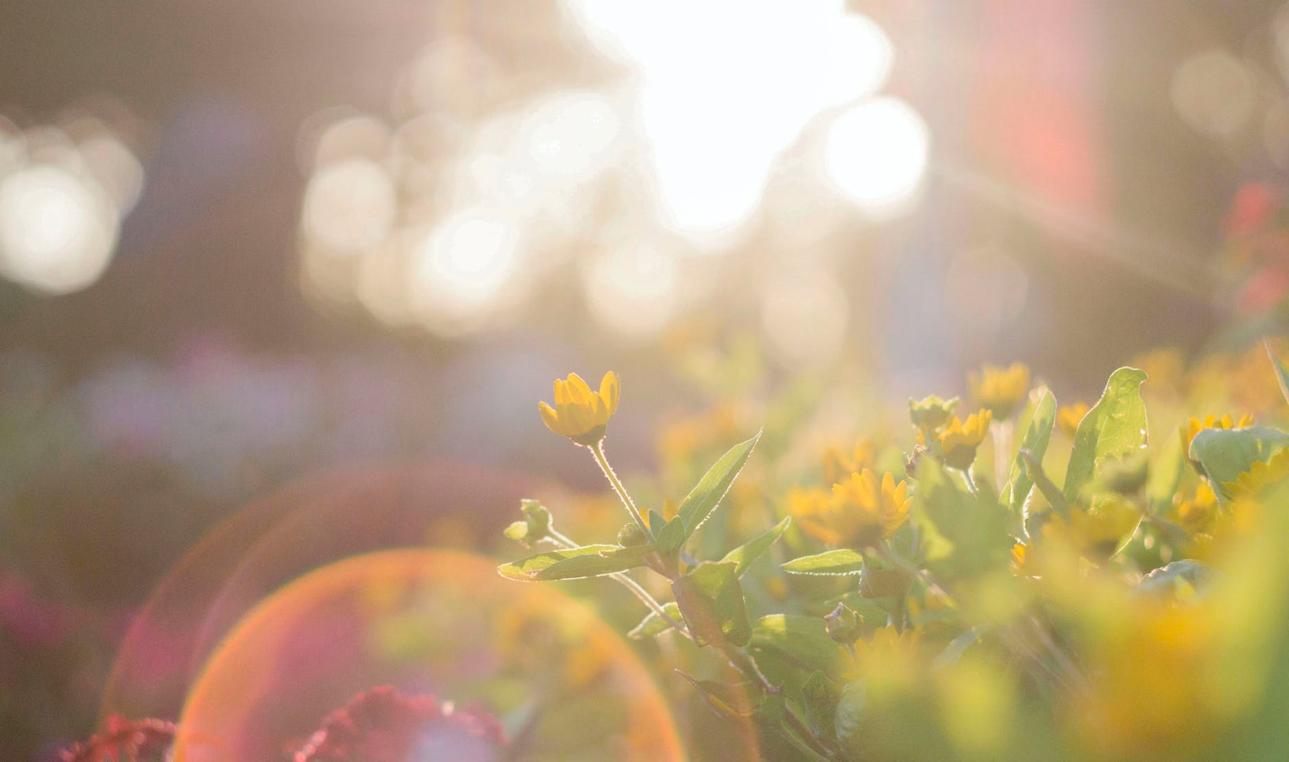 yellow flowers